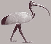 Ibis